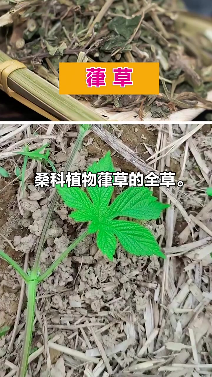 @gaib0009