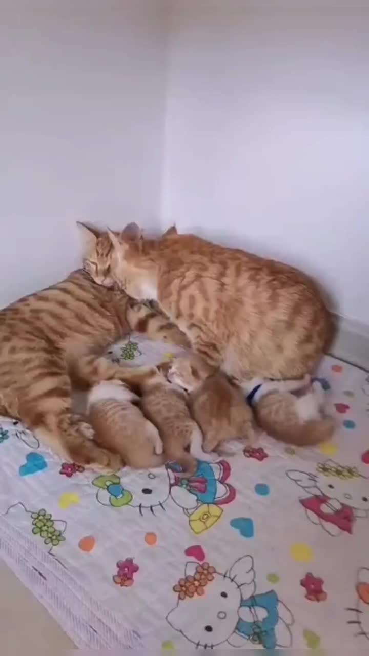 @leonupetpet