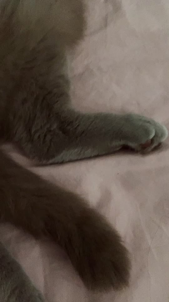 @DodoTheCat 😻