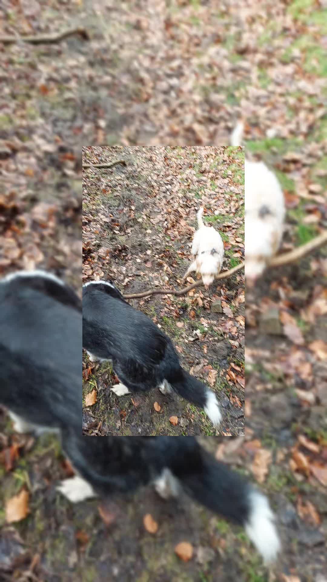 @PixiePup