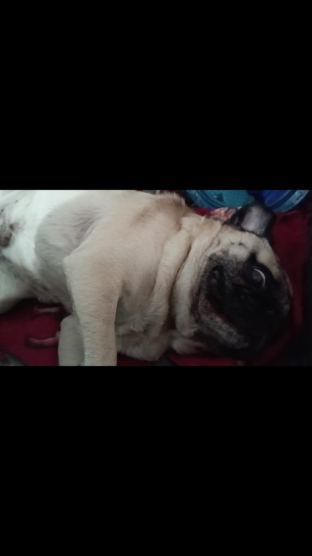 @CHATIRULO 🐶