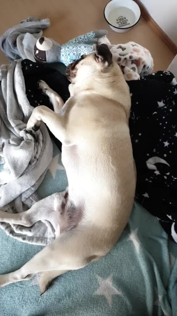 @lovelypug.kiba