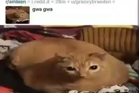 @Squibboo