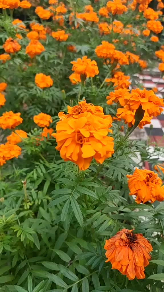 @Ananthakrishnan