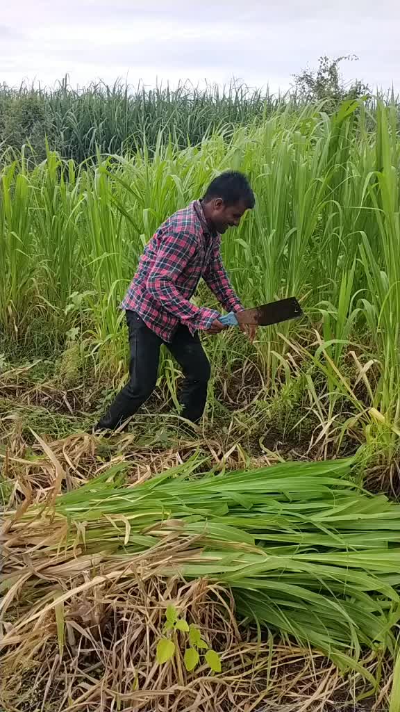 @kale patil