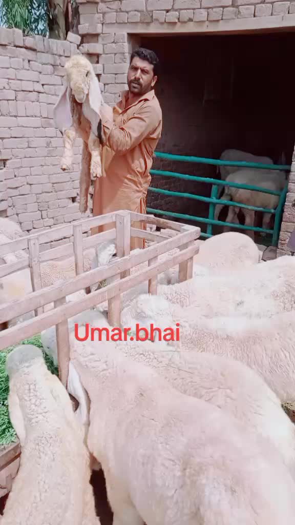@Umar Farooq