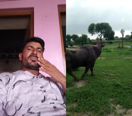 @HajiBhai malthari 🐴