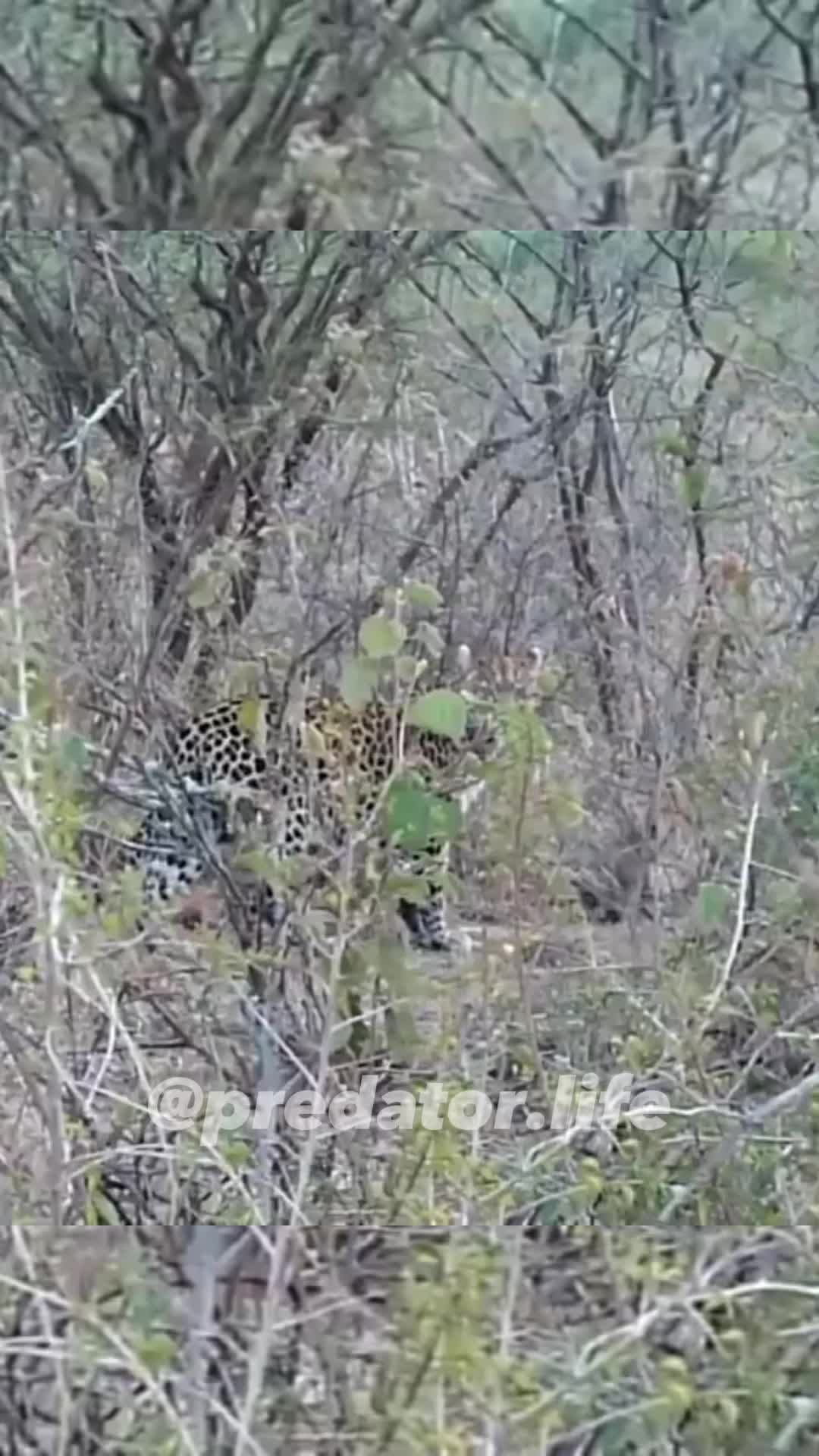 @Predator Life