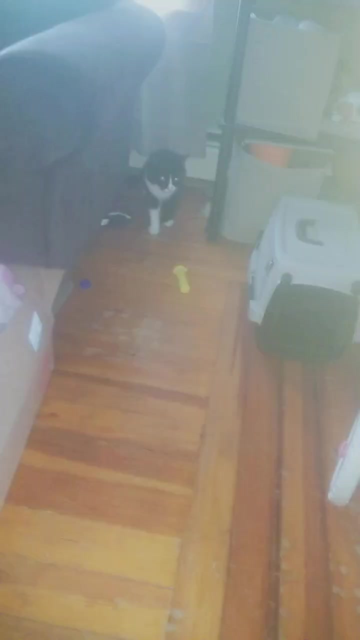 @kitten