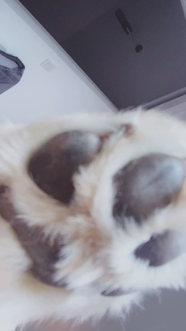 @TitiChowChow