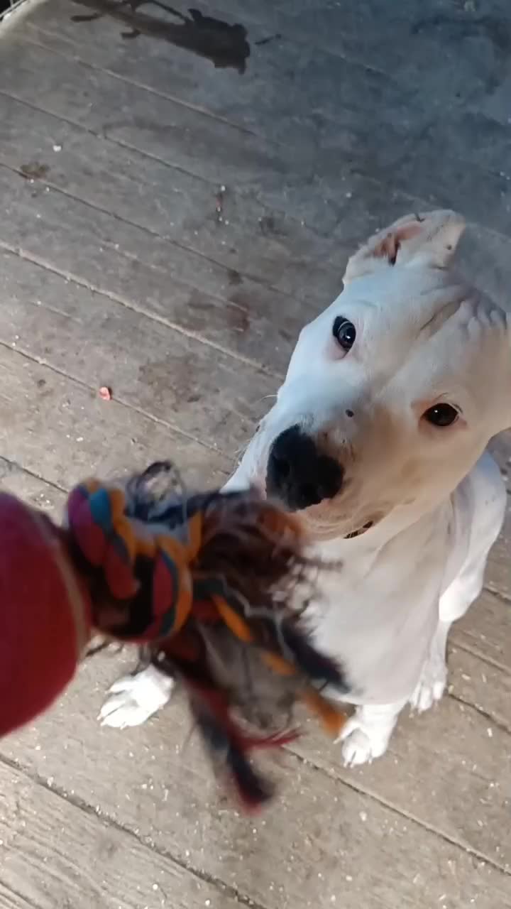 @HeraTheDogo