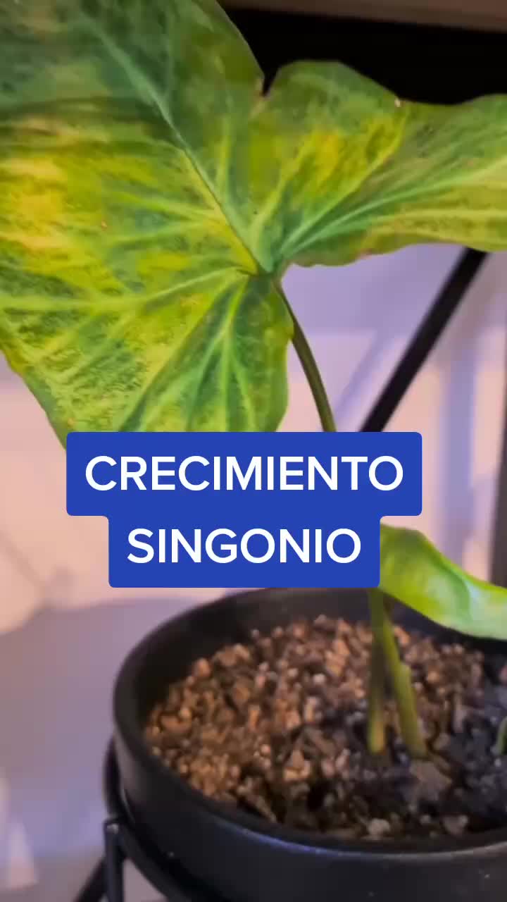 @Pasi&oacute;n a la jardiner&iacute;a🌺💦👈🏼