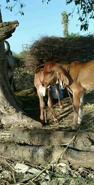 @vishvajit_sinh_9