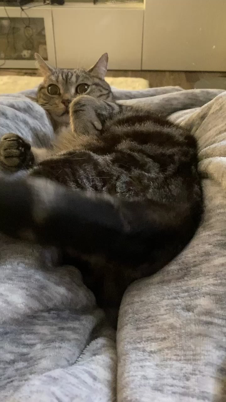 @Tabi.silvertabby