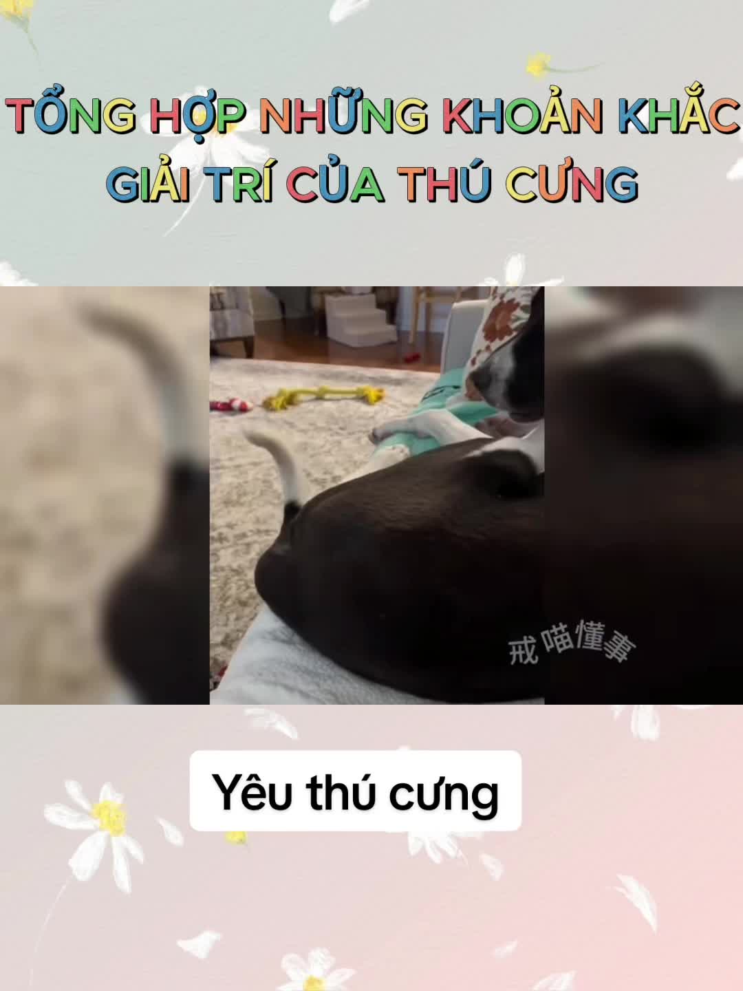 @Y&ecirc;u th&uacute; cưng