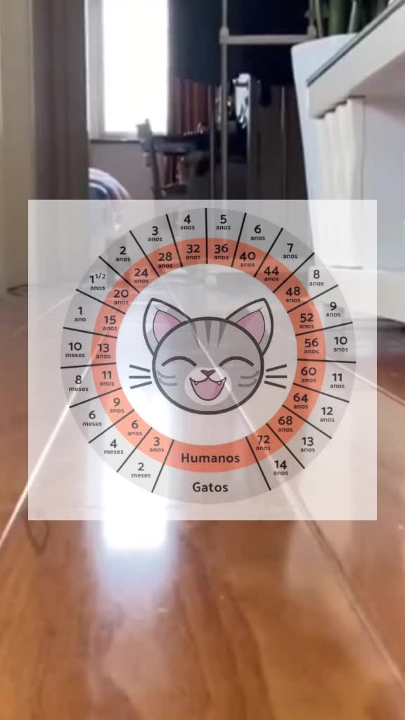 @Ozzy o gato