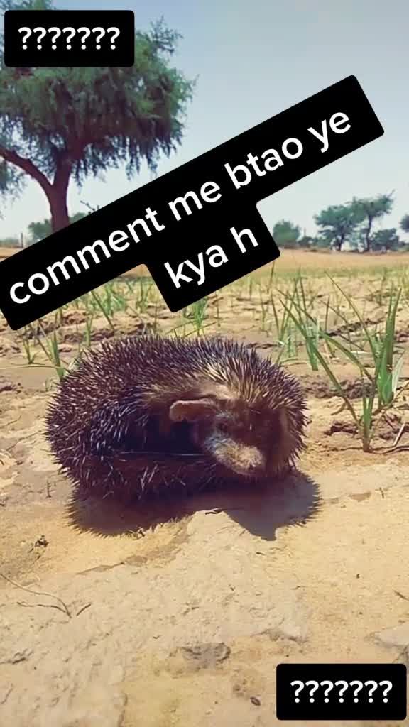 @Sonu Rajput