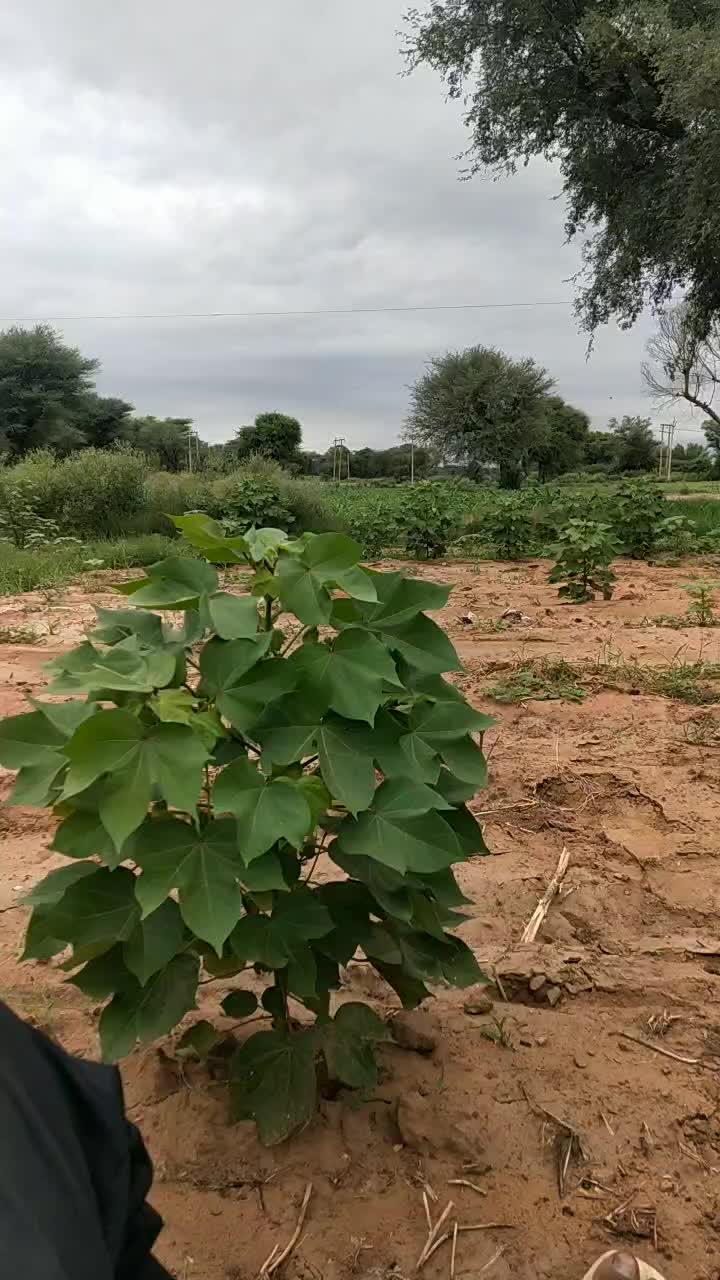 @dadri aala baba 1211