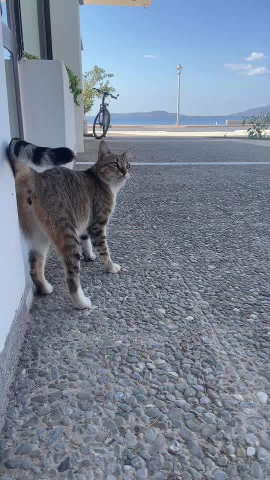 @CuteCat