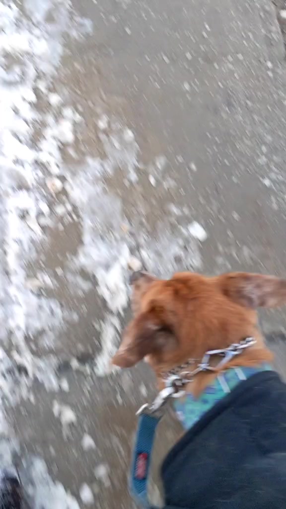 @vaguely.coonhounds