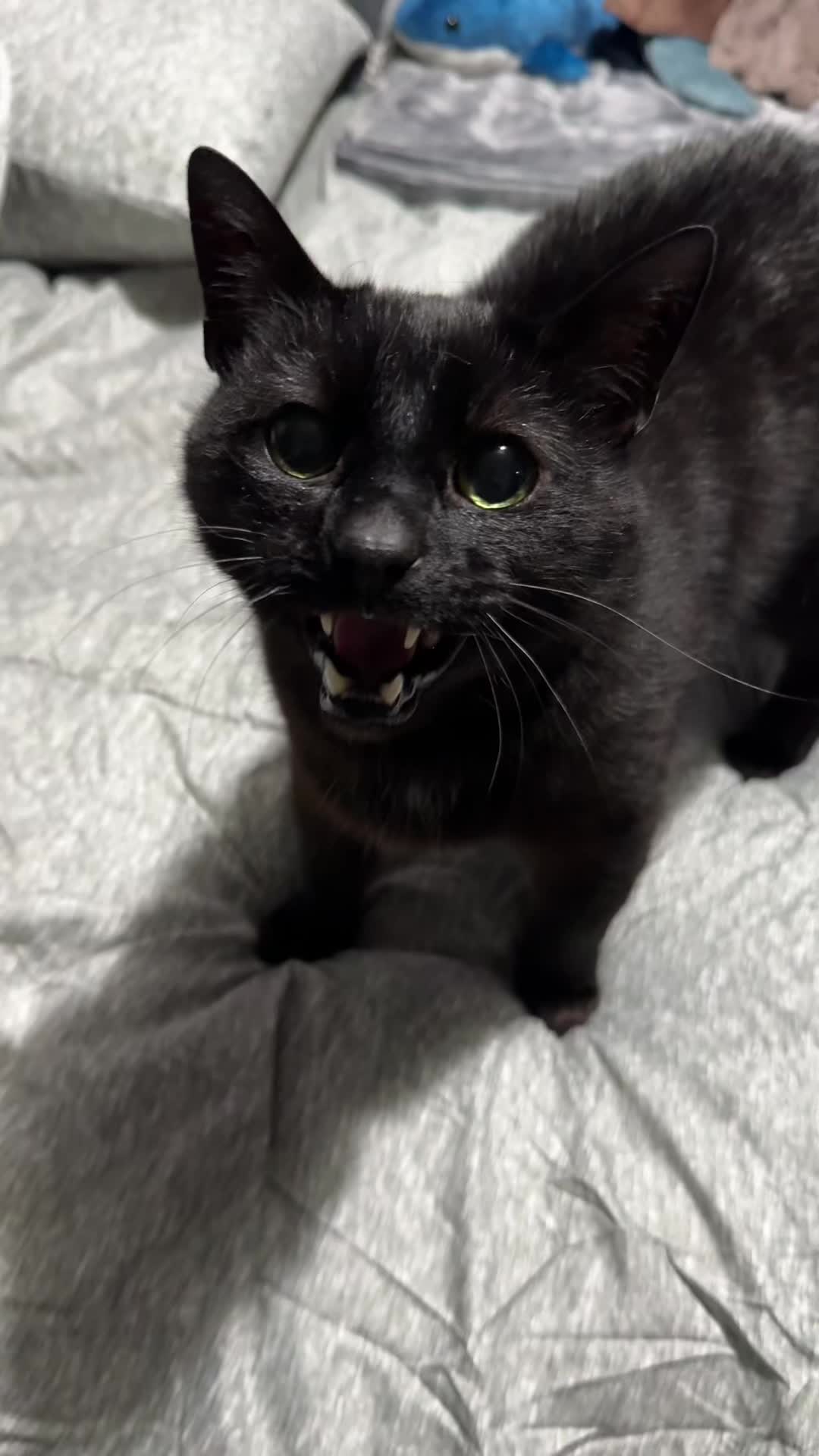 @Teefie_tribe 🐈⬛🐈⬛🐈🦷🦷