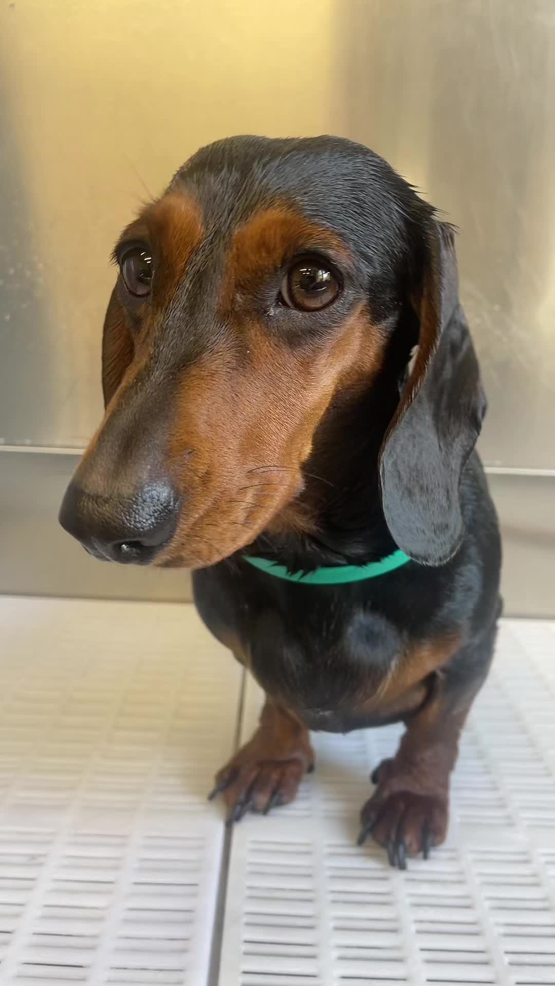 @Pet Angels