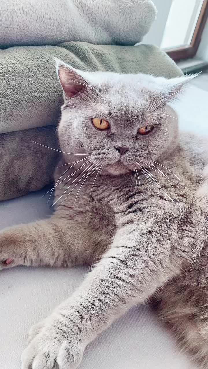 @DodoTheCat 😻
