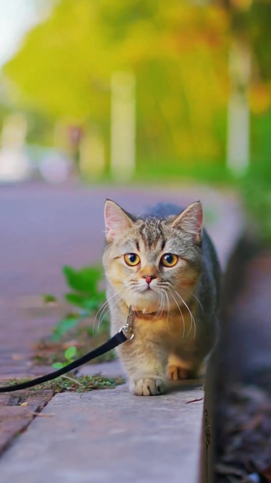 @ourpetsfriends