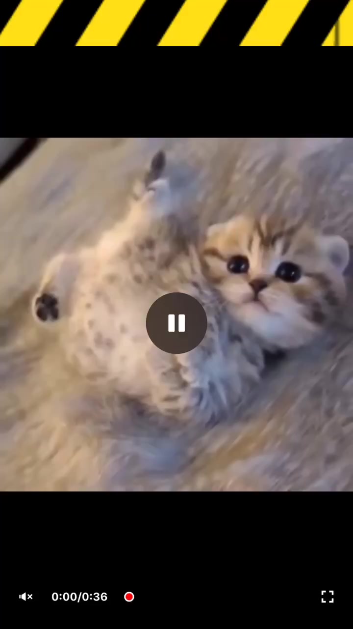 @The Pizzacat