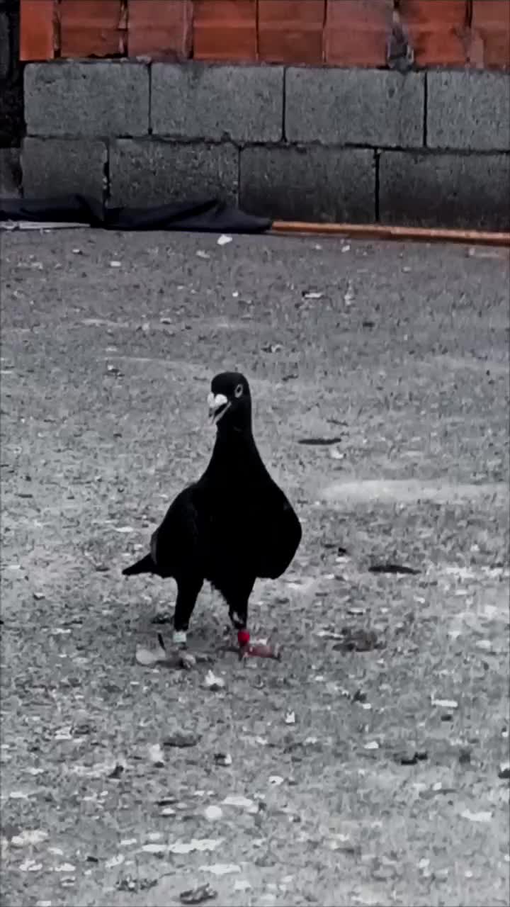 @kıvırcık Ali