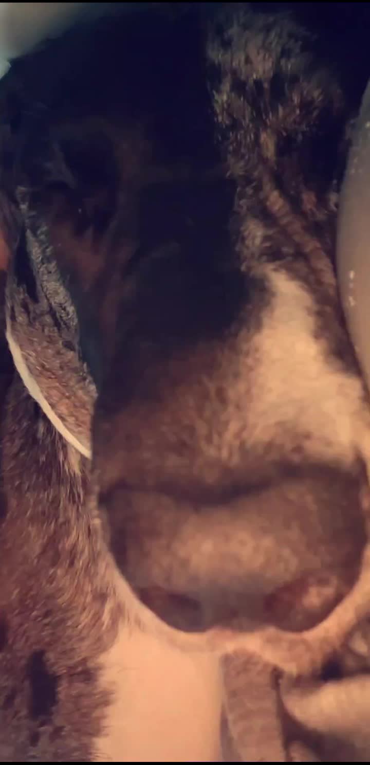 @dogmomof4