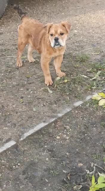 @howlvalley kennels