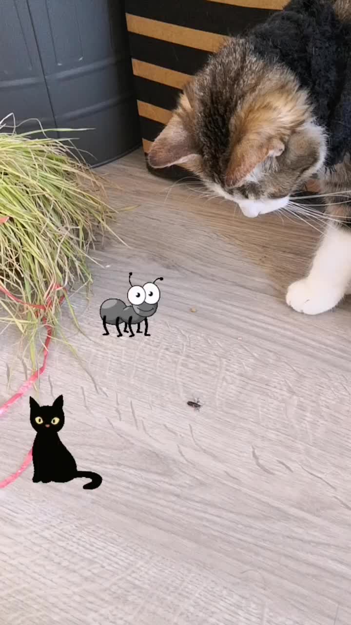 @Pêche 😺