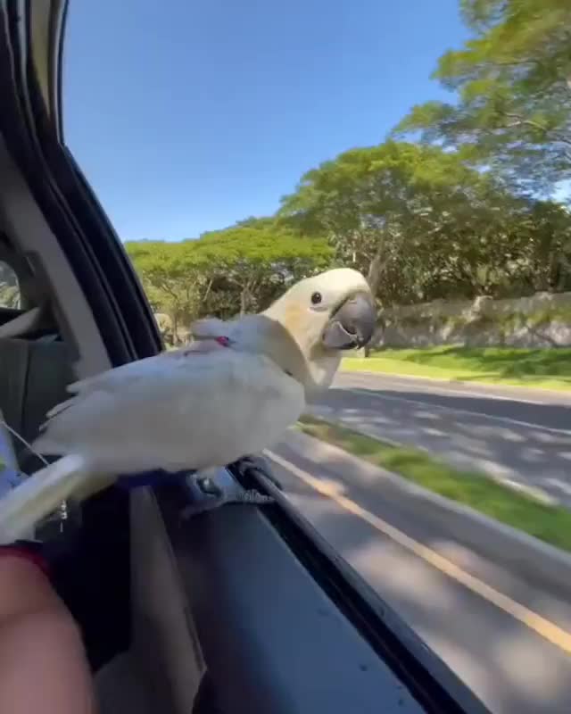 @Funny Animals World R