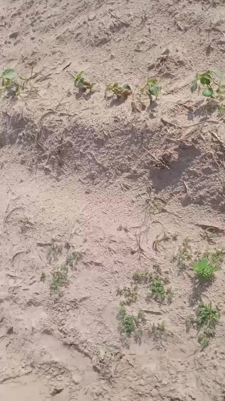 @Baladevji
