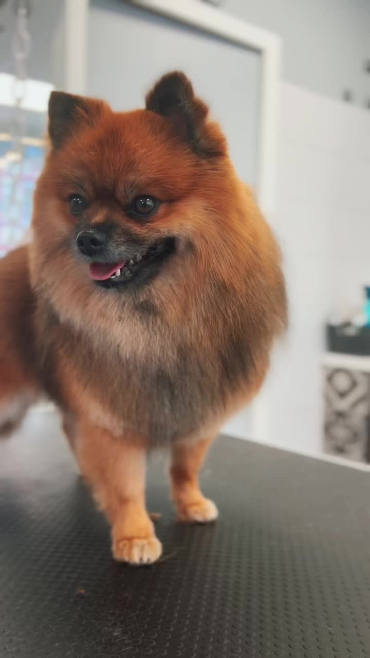@Groomer ✃ 76
