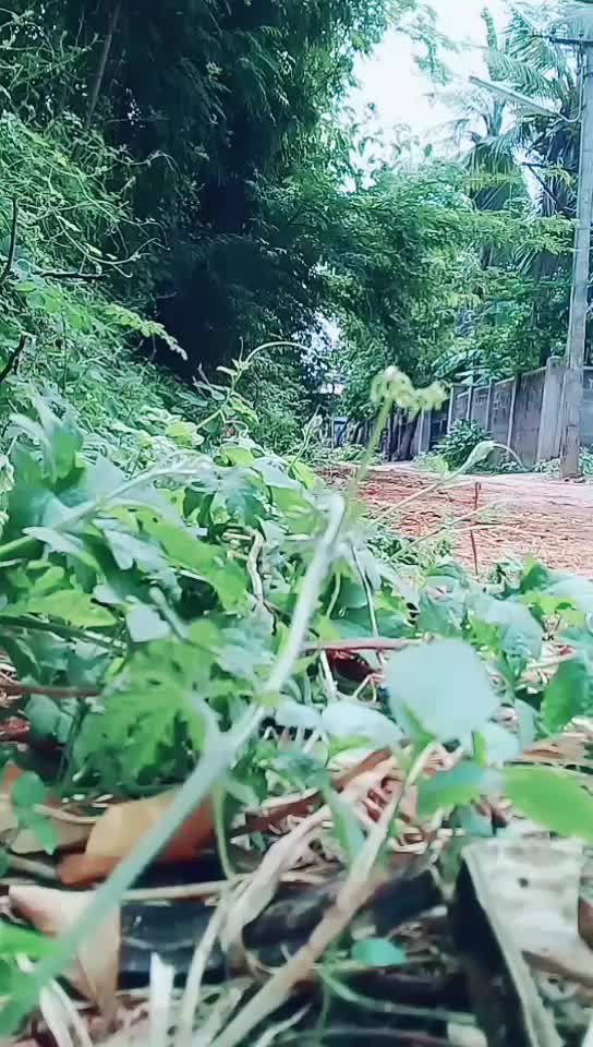 @#tiktok_rocky