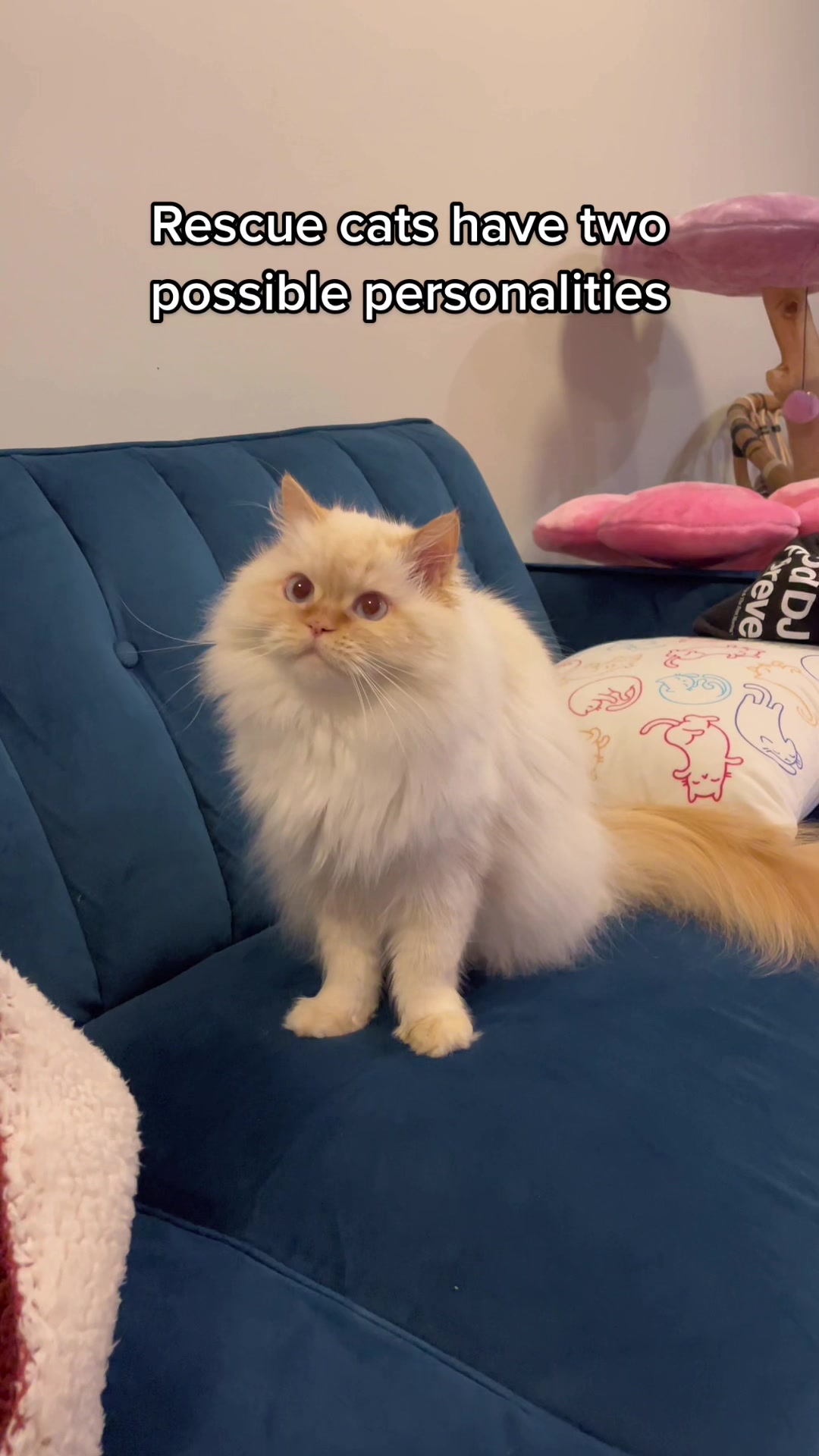 @Krista & Cats: BamBam & Bonnie