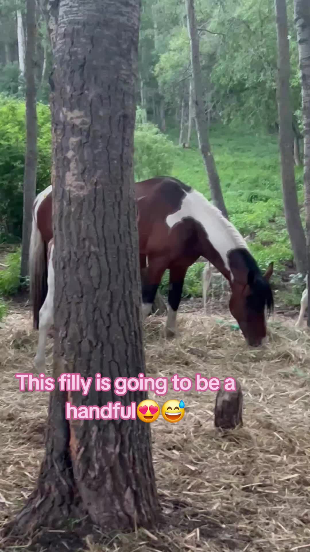 @Horse Heroes Alberta