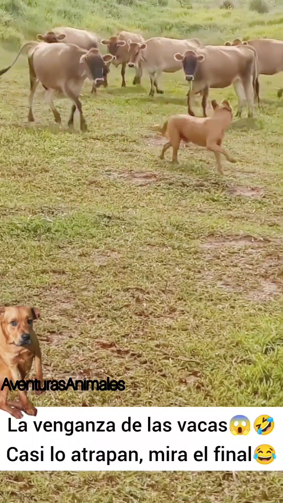 @AventurasAnimales