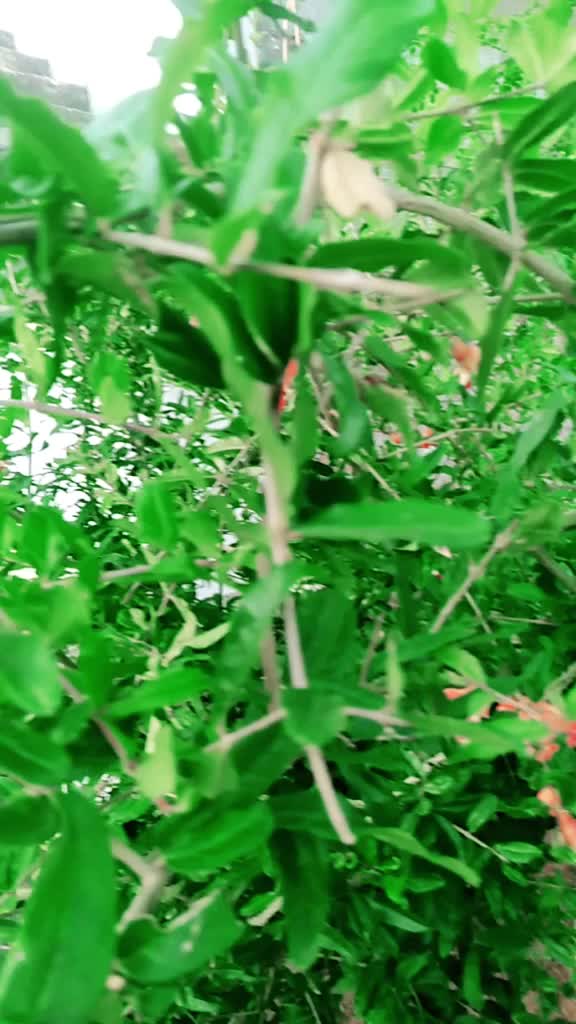 @Lalitha Lalitha