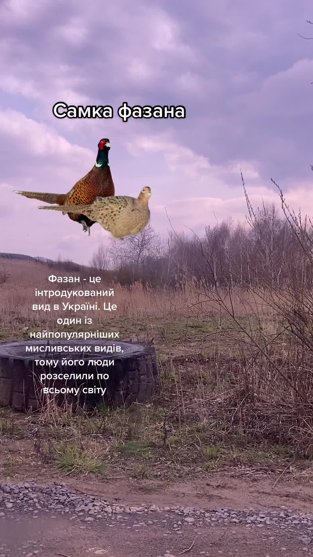 @Птахи, бьордвочинг, орнітолог