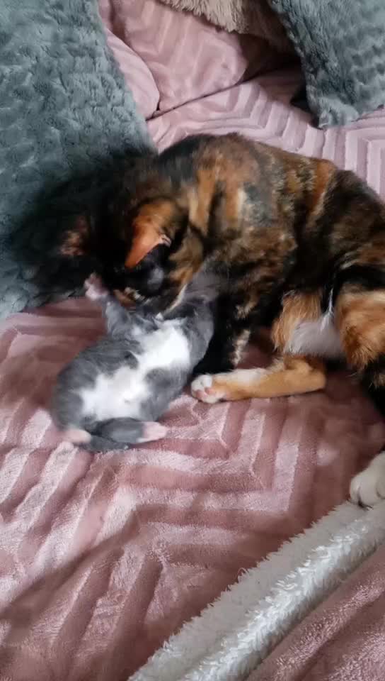 @Russianbluekittyskye