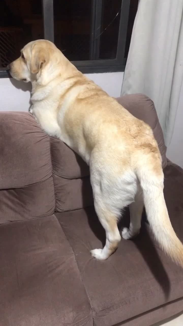 @Lunalinda.lab