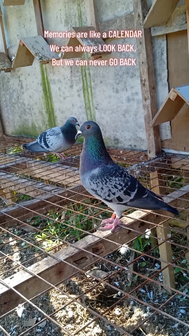 @Double J brothers loft 🕊️