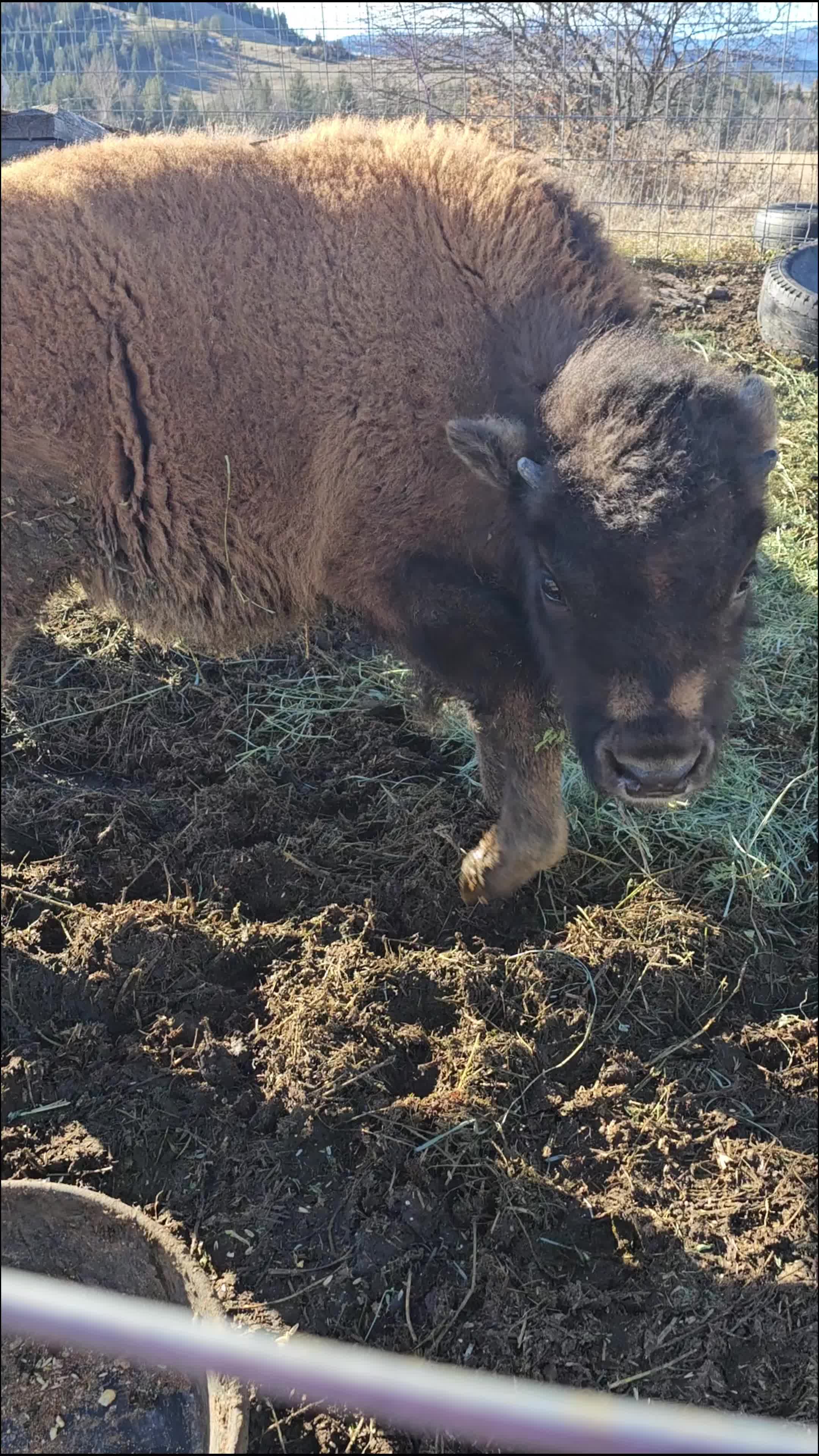 @Wild Oasis Bison Ranch