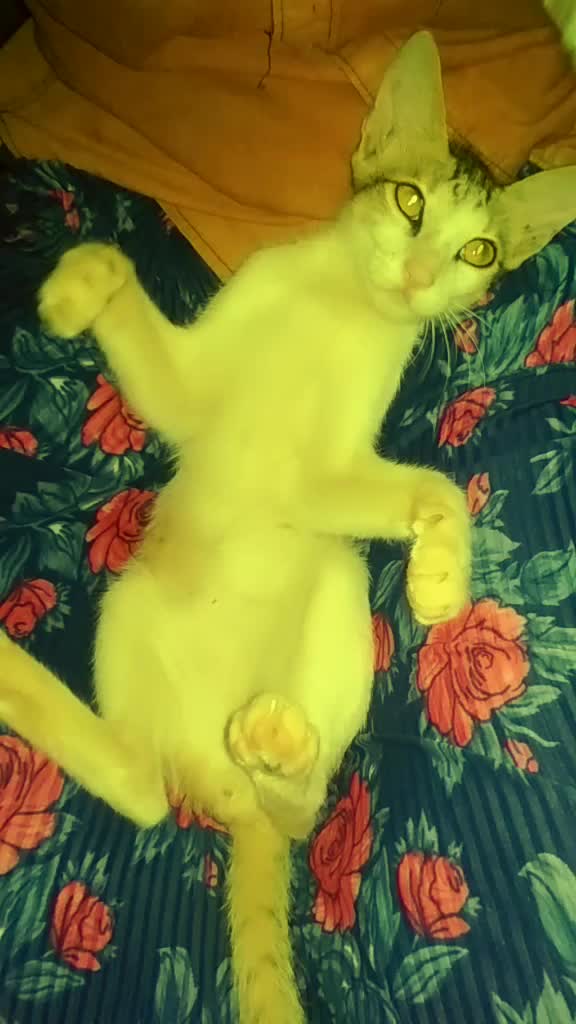@kuttyprabu2000
