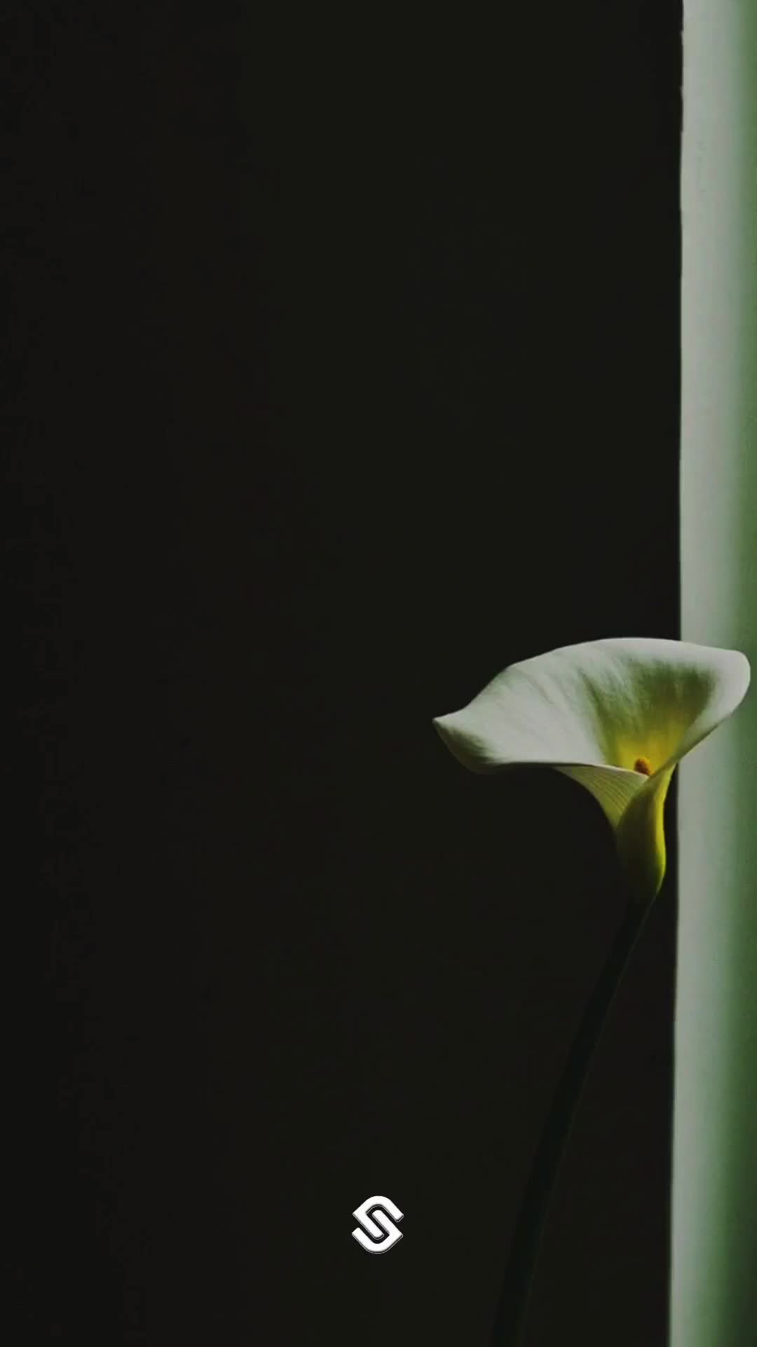 @𝐒ｅg𝐚 ᔕ丅𝐚丅𝓊ᔕ