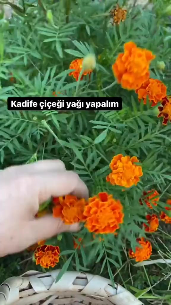 @🇹🇷Sebahat🇹🇷