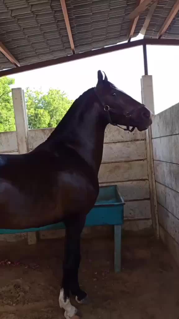 @🏇Sonu rider🏇